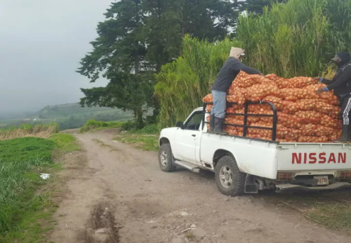 El consumo nacional de cebolla en Panamá es de 45,000 quintales al mes/Cortesía.