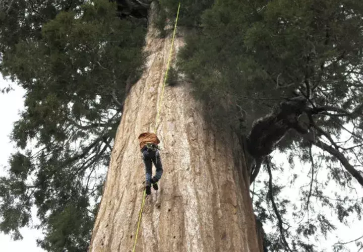 Árbol de secuoya gigante. Foto/ AP 