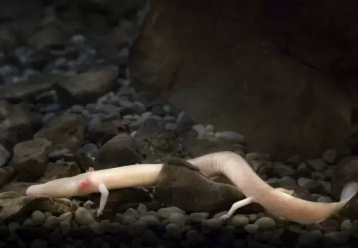 Nacimiento de anfibios Proteus anguinus, el único vertebrado exclusivamente cavernario de Europa. FOTO/EFE