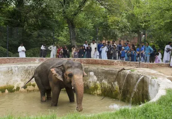 Kaavan tiene 32 años. Foto/ EFE