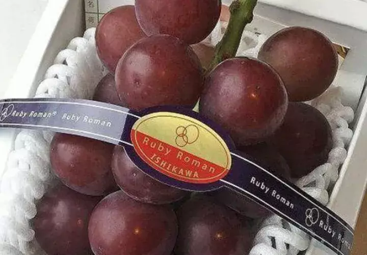 Cada uva debe pesar 20 gramos o más. Foto/ EFE