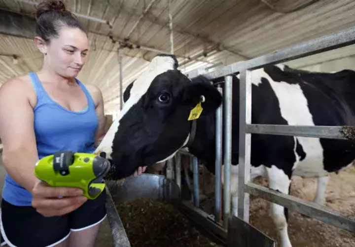 Coloca un dispositivo llamado Moocall a una vaca embarazada. Foto/ AP
