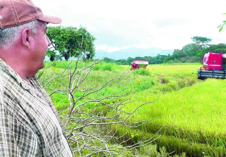Arroceros denuncian que algunos importadores están comprando arroz en Guyana en 26 dólares. /Foto Archivo 