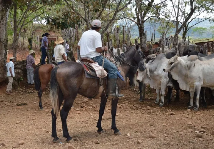 Los productores perdieron  200 mil cabezas de ganado por el fenómeno de El Niño, por lo que se cuenta actualmente con 1 millón 539 mil reses. /Foto Archivo
