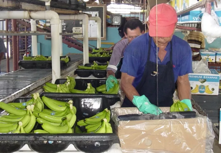 El banano sigue siendo el producto de mayor exportación del país. /Foto Archivo