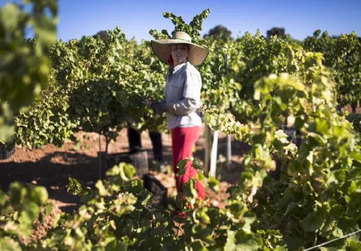 El proceso comenzará esta semana en la localidad de Ovejas, en el departamento de Sucre (Norte). /Foto EFE