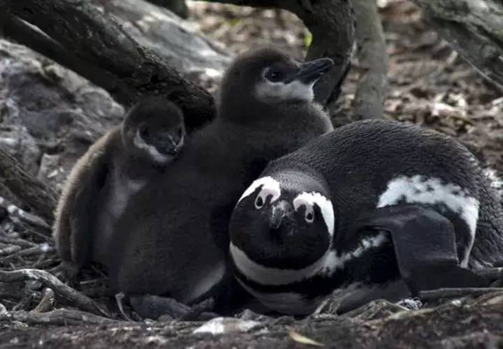 Un ejemplar adulto junto a dos crías de pingüino africano, especie que podría desaparecer de la costa sudafricana si no se actúa contra la caída continuada de su población. Foto: EFE