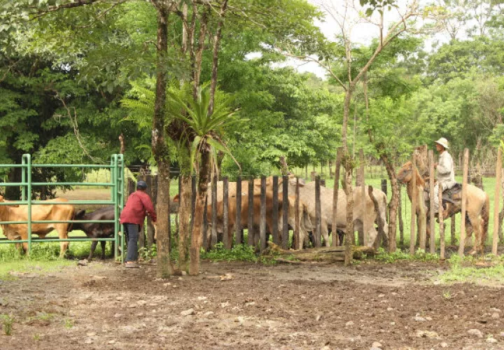 En total en julio pasado fueron sacrificadas en Panamá 27,904 cabezas de ganado vacuno/Archivo.
