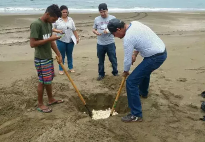 Se sembraron 2,517 huevos. Foto: Zenaida Vásquez  