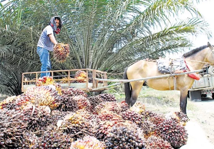 La enfermedad de la flecha seca, que afectó el 80% de las plantaciones/Archivo.