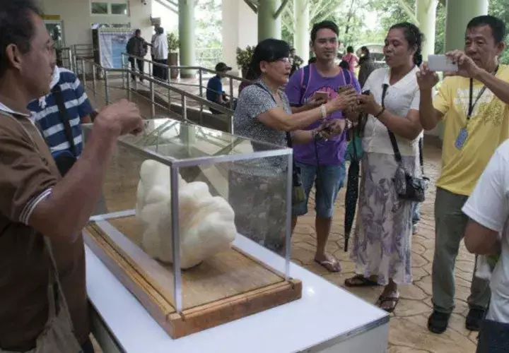 La perla está en exhibición. Foto/ EFE