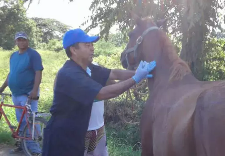Vacunarán unos 2,000 caballos. Foto: Thays Domínguez 