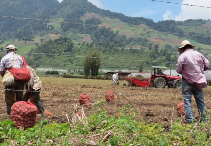 Abandono del sector agropecuario produce aumento en el precio de los alimentos, señalan expertos. /Foto Archivo