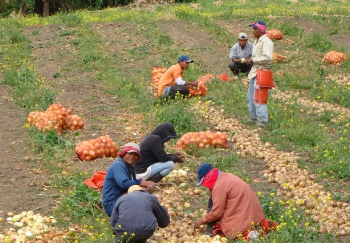 Acciones legales podrían poner en riesgo la producción nacional y hacer que se dependa  en su totalidad de importaciones. /Foto Archivo