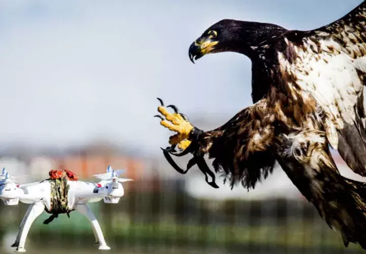 Un águila se dispone a atajar un drone durante un ejercicio de la policía holandesa en Katwij, Holanda. Foto: EFE/Archivo