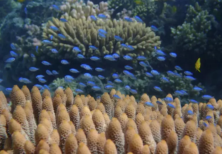 damiselas verdes en un coral de la Gran Barrera del noreste de Australia.FOTO/EFE