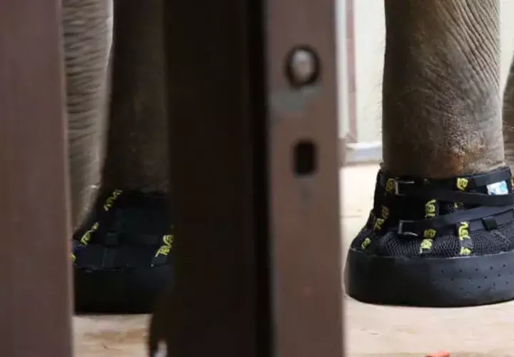 Las Imágenes digitales de las patas de Shanti fueron enviadas a la compañía de calzado Teva, que creó las botas. FOTO/AP
