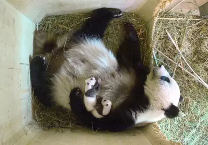 Dos crías (hembra y macho) tumbadas en el pecho de su madre Yang Yang en el zoo Tiergarten Schoenbrunn en Viena, Austria. Foto: EFE