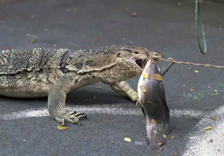 Cuidadores tailandeses atrapan a un dragón de Komodo durante la campaña de reubicación de reptiles en el parque Lumpini en Bangkok, Tailandia. Foto: EFE