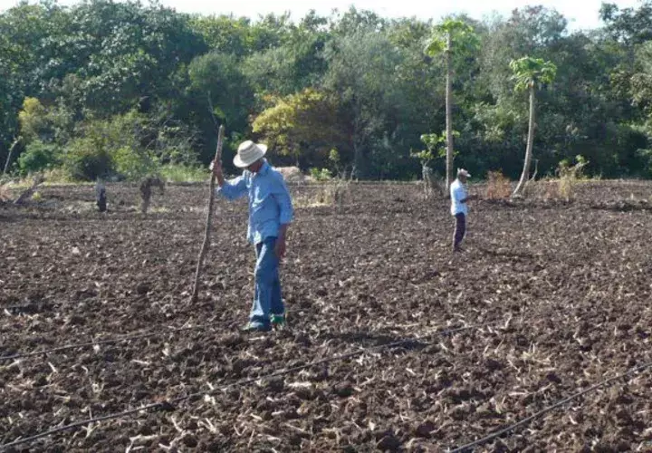 Conocerán calidad del suelo. Foto: Zenaida Vásquez 