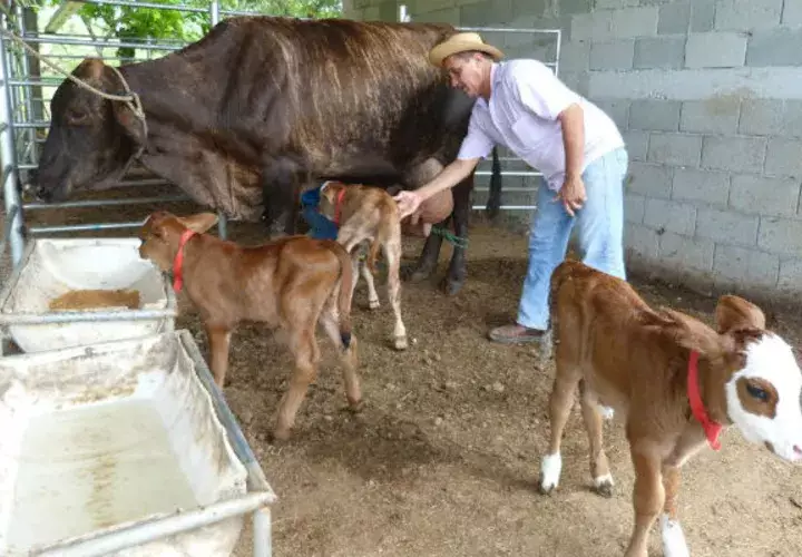 Toman solo leche de la madre. Foto: Zenaida Vásquez 