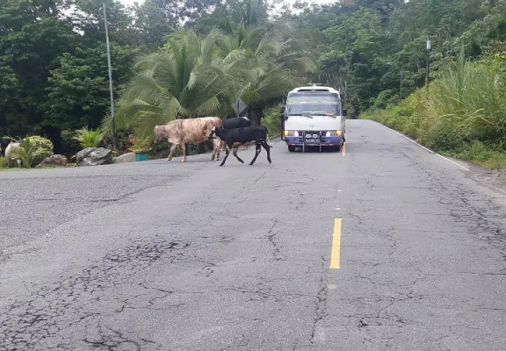 Conductores deben bajar la velocidad. Foto: Leonardo Machuca.