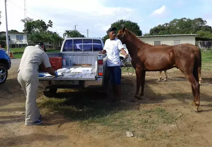 Es la segunda dosis que se le aplica a los equinos en Herrera. Foto: Thays Domínguez