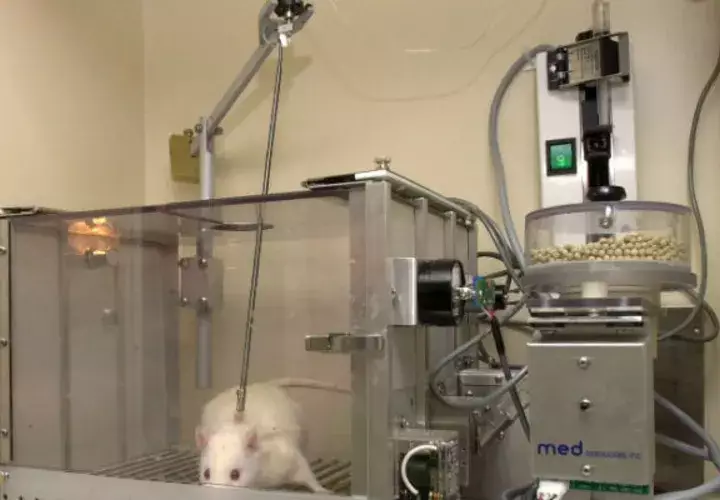 Experimento realizado con ratas de laboratorio. Foto: EFE/Archivo