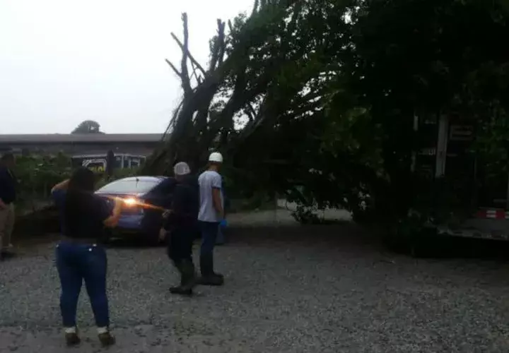 Árbol afectó autos y local. Foto: Leonardo Machuca G.