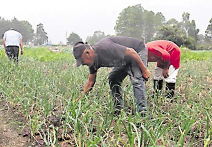 Autoridades están empecinadas  en desaparecer a los productores