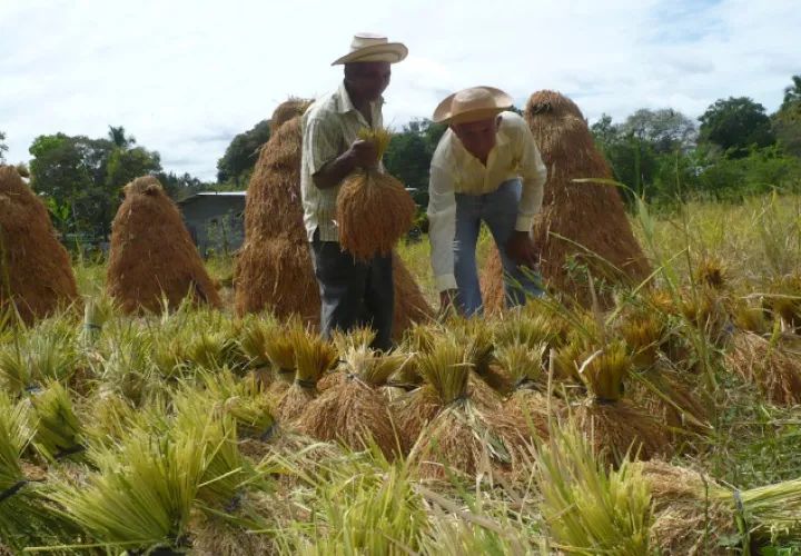 El principal alimento de la dieta panameña, el arroz,  registra una merma considerable. Este año, los productores esperaban sembrar 20 mil hectáreas, pero lo solo alcanzaron 15 mil. /Foto Archivo