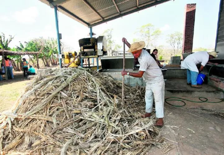 Los rubros que no son  tan tradicionales son los que les ofrecen mayor ganancia a los productores, mientras que los más consumidos les dejan pérdidas económicas la mayoría de las  ocasiones.
