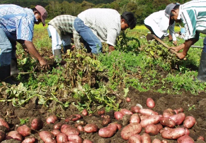  Centros poscosecha: Los centros poscosecha de Volcán y Dolega, en la provincia de Chiriquí, están sin uso, lo que preocupa a los productores, ya que les podrían servir para almacenaje del excedente de productos.