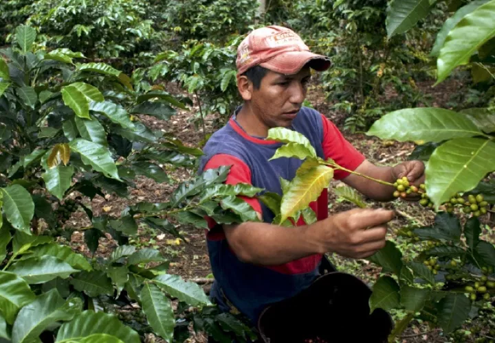 Los productores aseguran que las fincas han mejorado, pero las áreas han disminuido, una situación que impacta la cantidad que se cosecha anualmente. Archivo