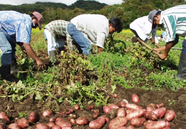 Unos 2,298 productores nacionales han dejado de sembrar  los principales rubros  que consume el panameño. /Foto Archivo