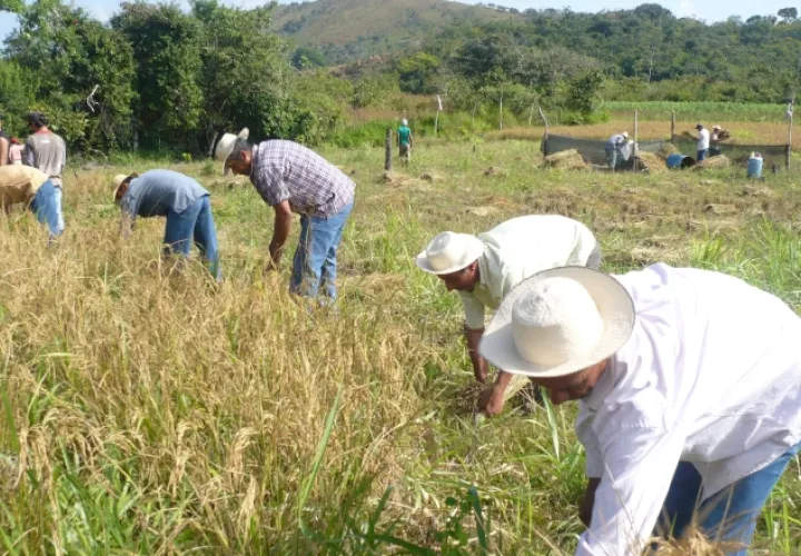 La importación que se tenía prevista, de 300 mil quintales de arroz en cáscara, fue suspendida, tras una reunión entre representantes del Gobierno y los productores. /Foto Archivo