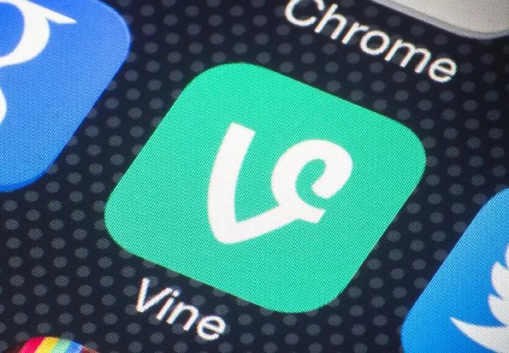 Vine
