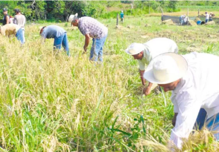 Productores de arroz se pintan de guerra