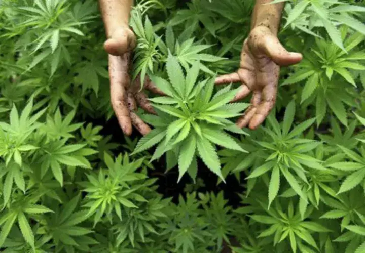 Plantas de cannabis. Foto Ilustrativa/ EFE