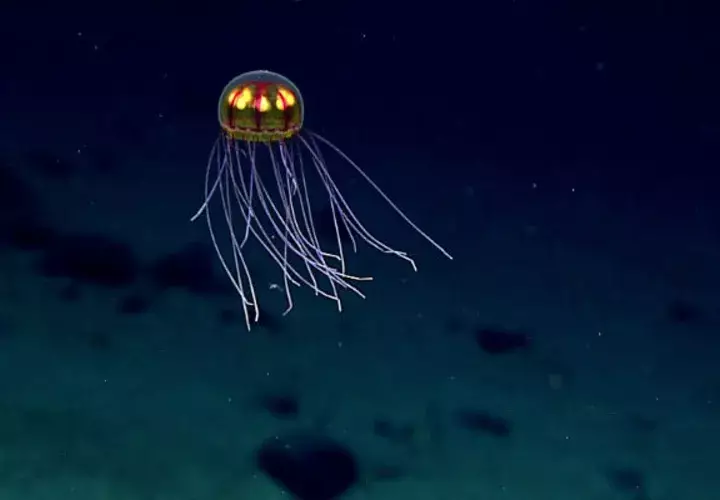 Medusa bioluminiscente. Foto/ AP