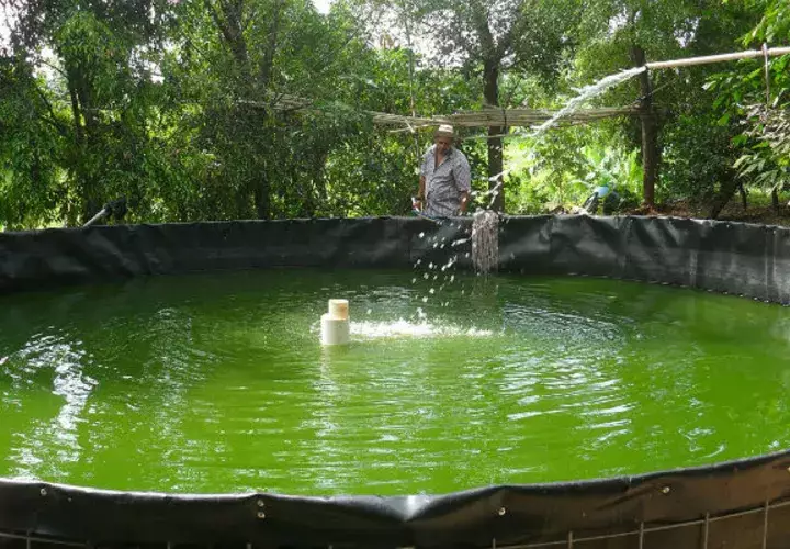 En el 2015 cerraron con 715 libras de producción de tilapia. FOTO/Zenaida Vásquez