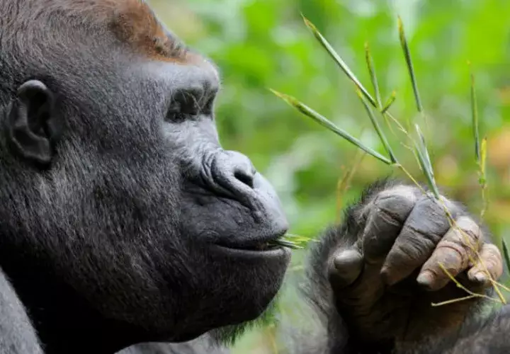 Piden proteger al gorila oriental del Congo. Foto/ EFE