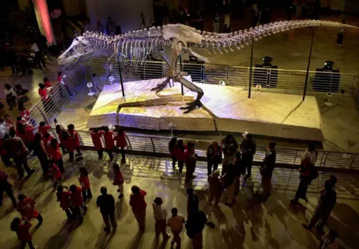 Esqueleto de un Tiranosaurio Rex. Foto/ AP
