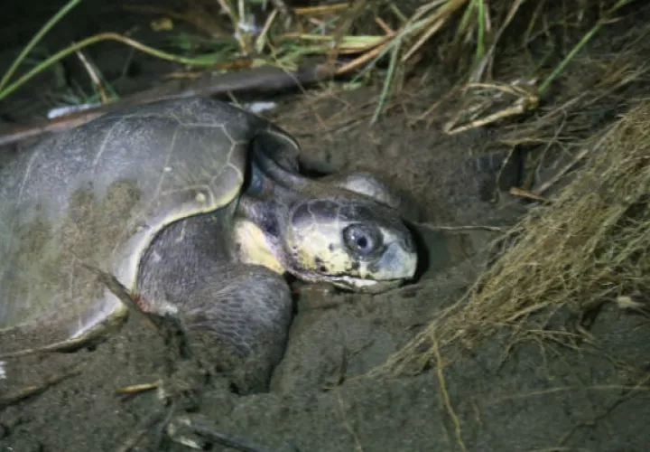 Tortuga lora llega a las costas darienitas.