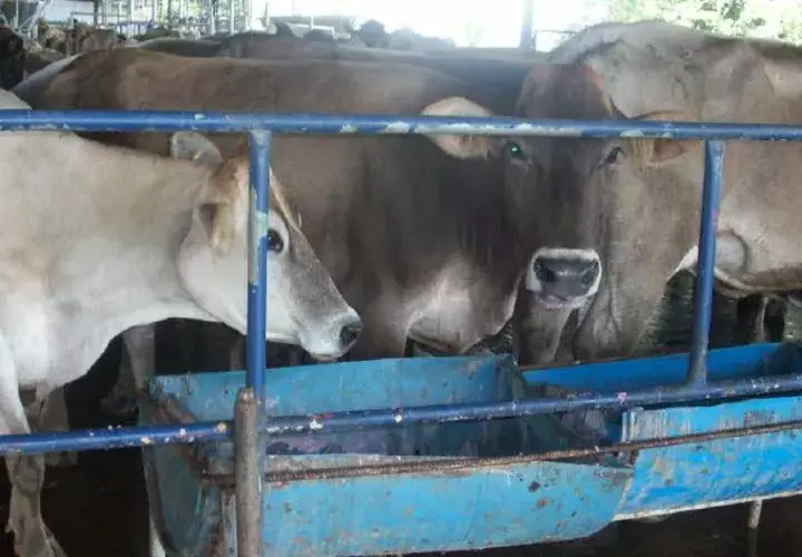 En las tierras chiricanas, se estima que hay unas 17 mil cabezas de ganado de leche. /Foto José Vásquez