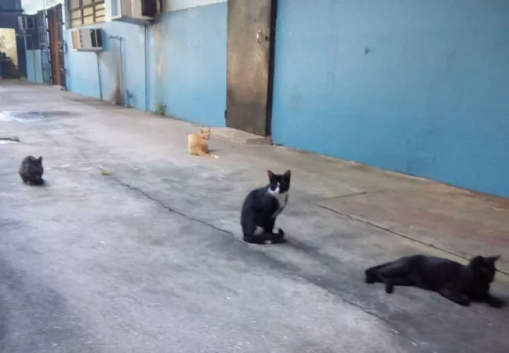 UP prohíbe que se alimente a los gatos en los espacios públicos