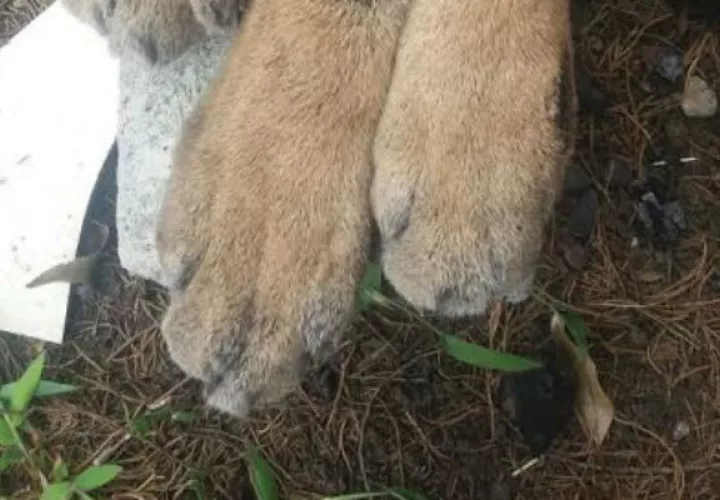 Frente a este crimen el Ministerio de Ambiente inició la investigación.  