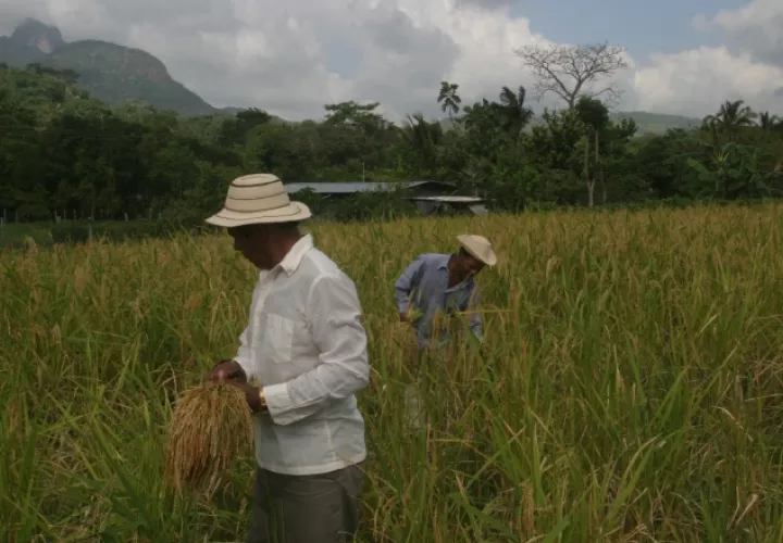 Miles de productores han dejado la actividad  agropecuaria debido a que no les es rentable, ante la competencia con el IMA. /Foto Archivo 