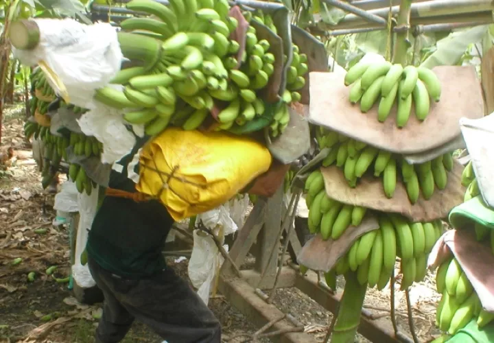 Productores temen perder sus tierras. /Foto ilustrativa