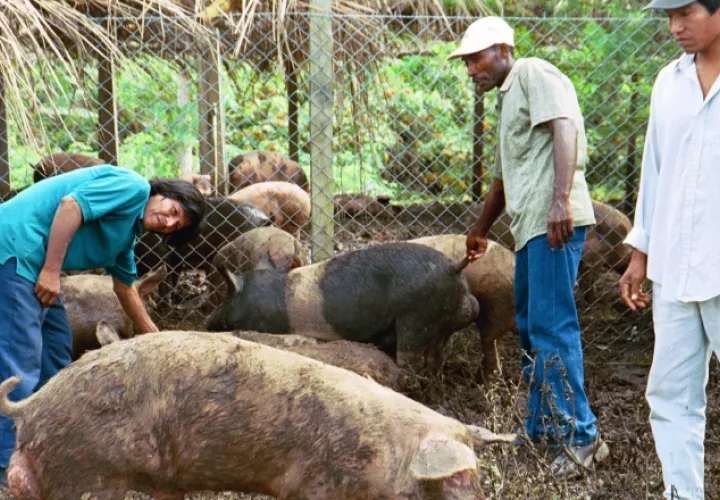En las fincas quedan como excedente 50 mil cerdos mensuales. /Foto Archivo